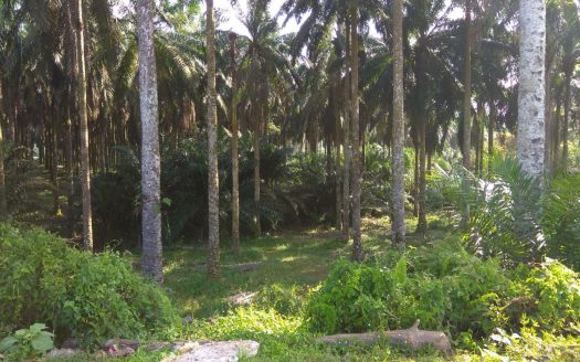 Senai Zoning Industrial Land for Sales
