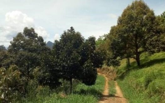 Pontian Agriculture Land For Sale